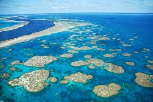 Great Barrier Reef Collection: The Reef, Whitsunday Islands, Australia