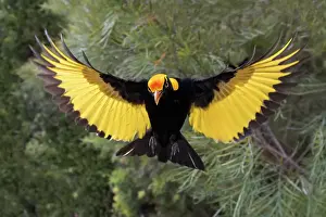 Regent Bowerbird ( Sericulus chrysocephalus ) Australian Endemic