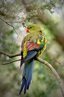 Regent Parrot