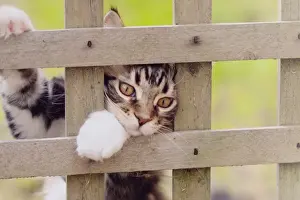 Please Release Me