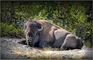 Resting bison Yellowstone National Park, Wyoming, United States