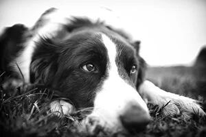 Dogs Collection: Resting Border Collie (Black & White)