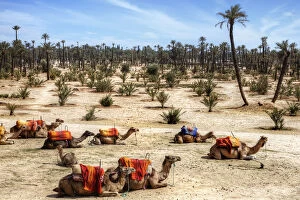 Images Dated 3rd July 2013: The Resting Camels in Marrakesh, Morocco, Africa