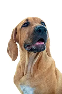 Rhodesian Ridgeback Puppy looking at the camera on a white background