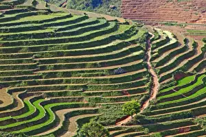 John W Banagan Prints: Rice terraces, Sapa, Vietnam