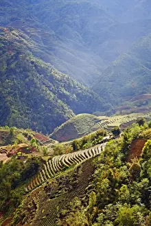 John W Banagan Prints: Rice terraces at sundown, Sapa, Vietnam