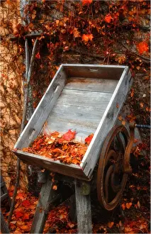 Images Dated 2008 May: The rich hues and colours of autumn in Central Victoria