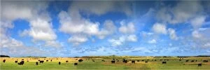 Images Dated 4th February 2012: Rich Pastureland and grazing cattle, King Island, Bass Strait, Tasmania