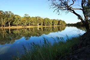 Images Dated 24th February 2014: River gum trees on the Murray River. Australia