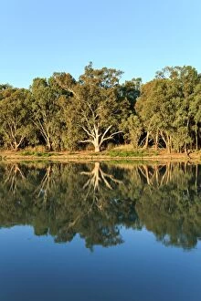 John White Photos Collection: River gums on the Murray River. Australia