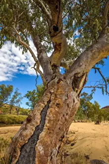 River Red Gum