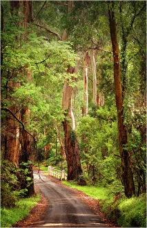 Road into the forest in the Yarra Ranges, Victoria, Australia Road into the forest in the Yarra Ranges, Victoria, Australia