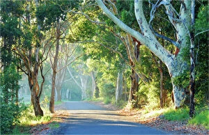 Images Dated 2007 December: Back road to Narooma, New South Wales, Australia
