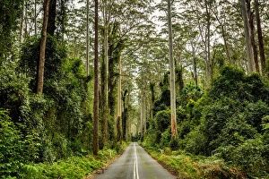 Images Dated 30th June 2016: Road through the tall forest in Murramarang National Park, New South Wales