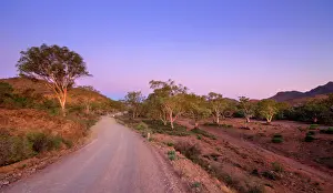 Road and trees at dusk sunset