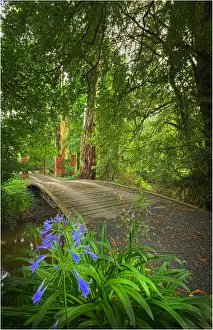 Roadway in the Dandenongs, Victoria, Australia