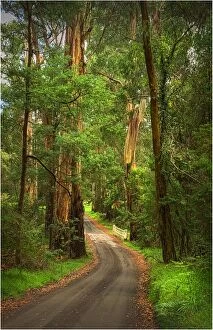 Images Dated 14th March 2011: Roadway in the Forest, Yarra Ranges, Victoria, Australia
