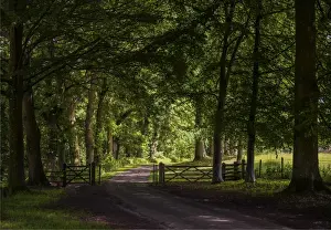 English Landscape And Panorama Views By Southern Lightscapes Prints: The roadway near Croft castle, Yarpole, Herefordshire, England, United Kingdom