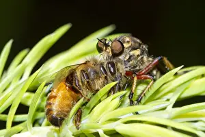 Prints of A Robber Fly, Asilidae or Assassin Fly which has caught and devouring a bee Louise Docker Photography Prints: Robber Fly eating a bee