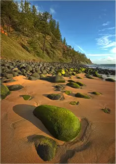 Seaweed Prints: Rocky coastline Anson Bay