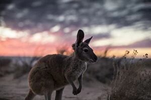 Images Dated 18th May 2016: roo, animals
