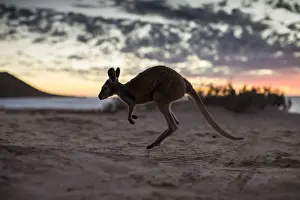 roo, wildlife, animals