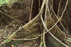 Roots of Rainforest Giant Tree, Daintree National Park, Queensland, Australia