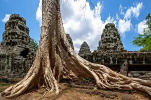 Carving Craft Product Prints: Roots of a Sprung Running along the Gallery of the External Enclosure of Banteay Kdei