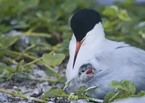 Alertness Prints: Roseate Tern with baby under its wing Lady Elliot