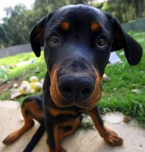 Images Dated 31st July 2014: Rottweiler puppy dog