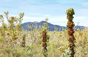 Royal Hakea