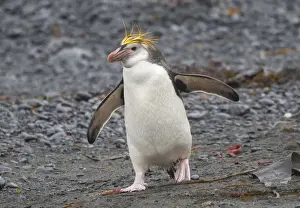 Penguin Prints: Royal Penguin walking on grey beach