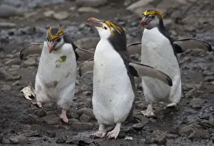 Sea Bird Prints: Three Royal Penguins on beach