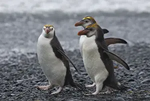 Three Animals Prints: Three Royal Penguins walking on beach