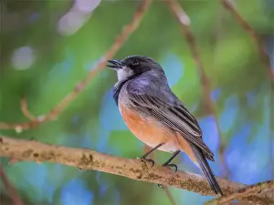 Rufous Whistler, Victoria, Australia