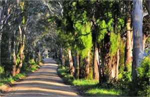 A rural road near Bairnsdale, Victoria, Australia