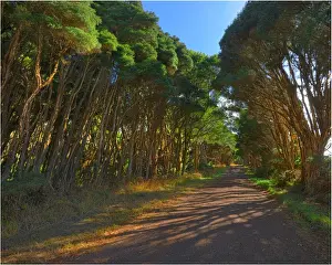 Rural roadway, King Island, Bass Strait, Tasmania, Australia