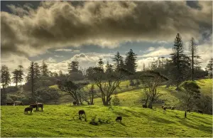 Images Dated 28th August 2011: A rural scene on the Idyllic south pacific Norfolk Island