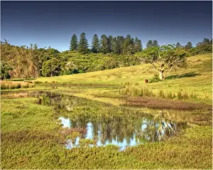 Images Dated 27th October 2012: A rural scene on the Idyllic south pacific Norfolk Island