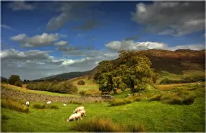 Sheep Prints: A rural scene near Dockray, Lakes District, England
