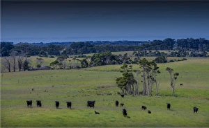 Rural view near Gentle Annie, King Island, Bass Strait, Tasmania, Australia Rural view near Gentle Annie, King Island, Bass Strait, Tasmania, Australia
