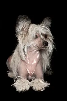 Sable and White Chinese Crested Dog looking away from the camera on a black backdrop