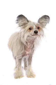 Sable and White Chinese Crested Dog looking at the camera on a white backdrop Sable and White Chinese Crested Dog looking at the camera on a white backdrop