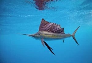 Images Dated 2010 December: Sailfish Off Isla Mujeres