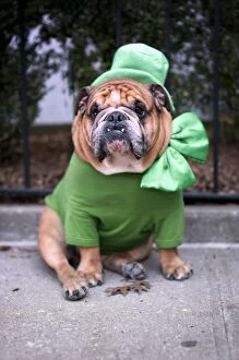 Images Dated 12th March 2015: Saint Patricks Day Bulldog