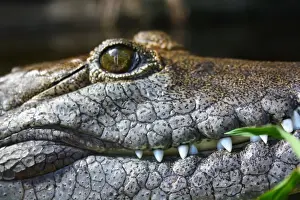 Saltwater Crocodile