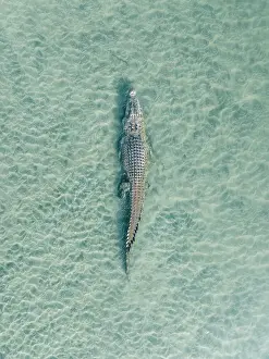Saltwater crocodile crawling in shallow water on the Ord River photographed from a drone perspective, The Kimberley, Western Australia, Australia
