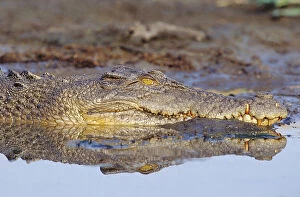 Natphotos Collection: Saltwater Crocodile Lying in the Mud