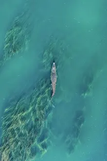 Saltwater crocodile in the Ord River photographed from an overhead perspective, Kununurra, The Kimberley, Western Australia, Australia