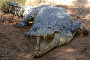 Saltwater or Estuarine crocodile (Crocodylus porosus), Australia Saltwater or Estuarine crocodile (Crocodylus porosus), Australia